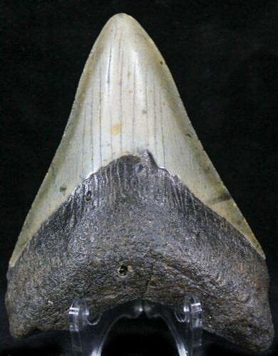 Bargain Megalodon Tooth - North Carolina #22961